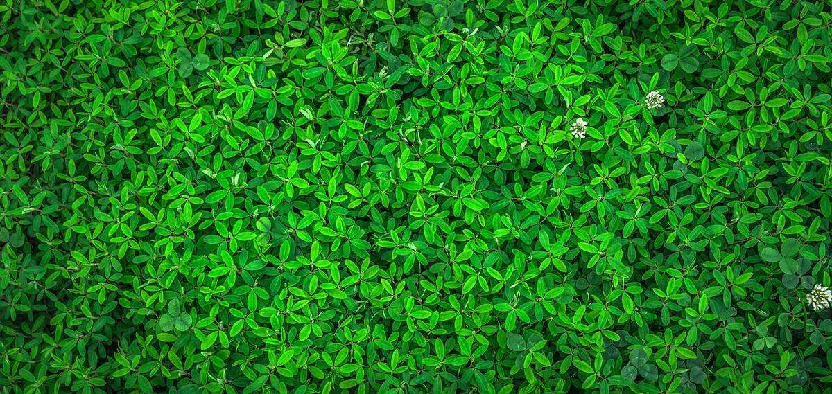 green foliage wallpaper estetik
